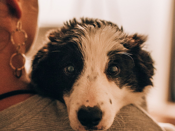 image of dog on woman’s shoulder.