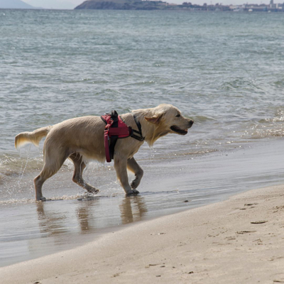 dog on beach