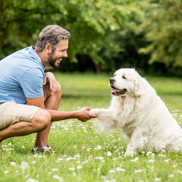 Dog shaking hands 