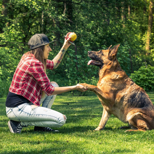 Dog being trained with a ball 