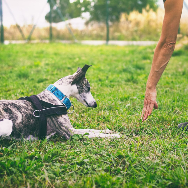 dog laying down