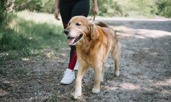 A woman walking her dog