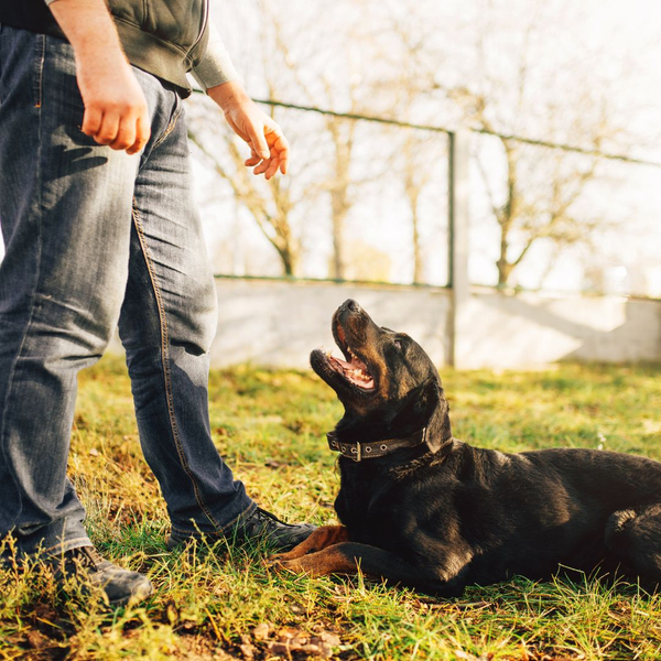 dog laying down