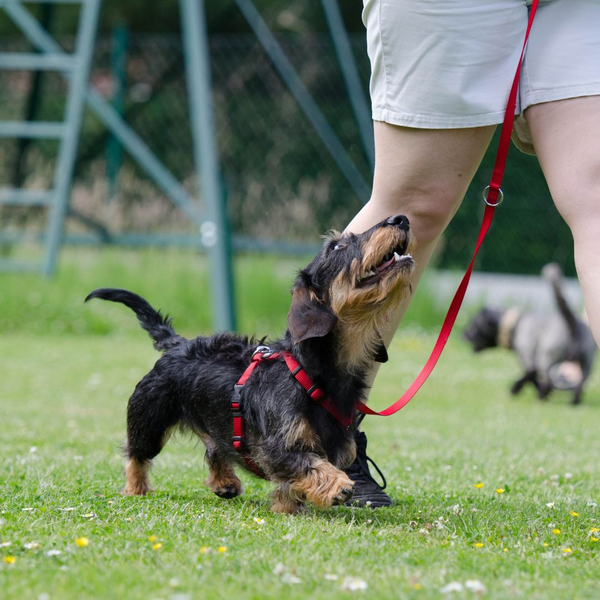 leash training 