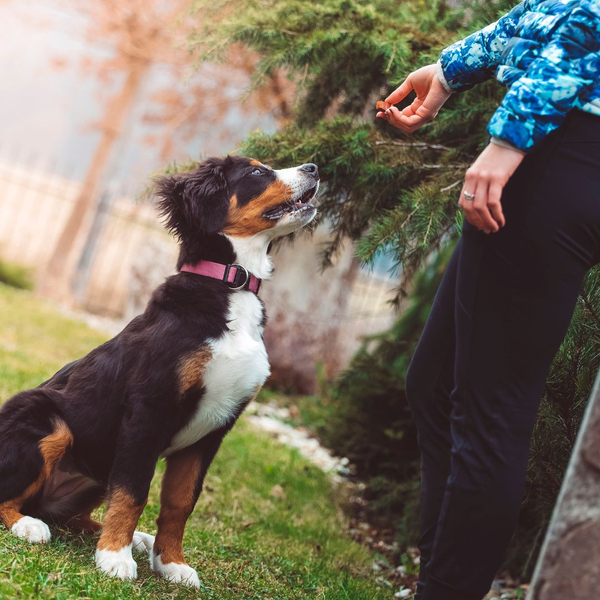 PRIVATE DOG TRAINING.jpg