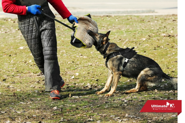 Aggressive Dog Training - Image3.jpg