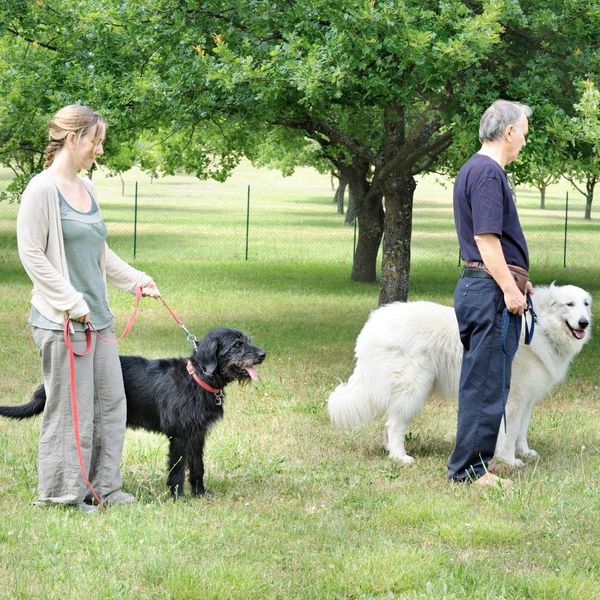 two sets of dogs training with their owners