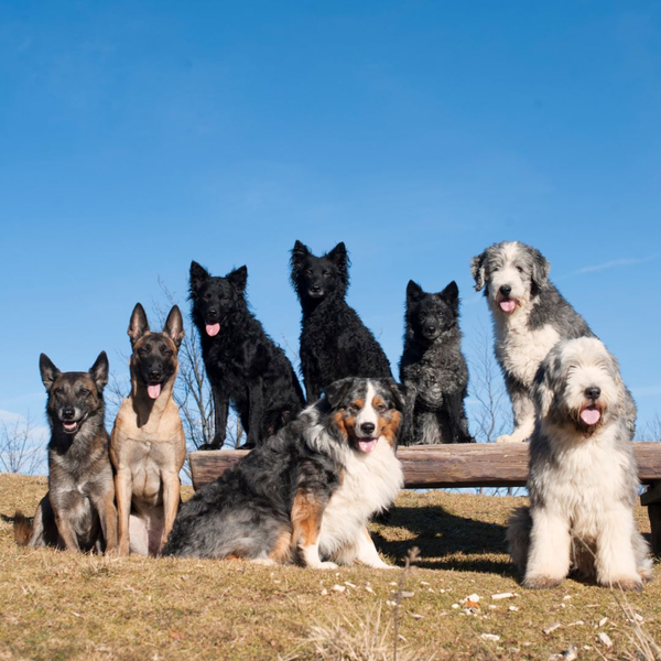 GROUP DOG TRAINING.jpg