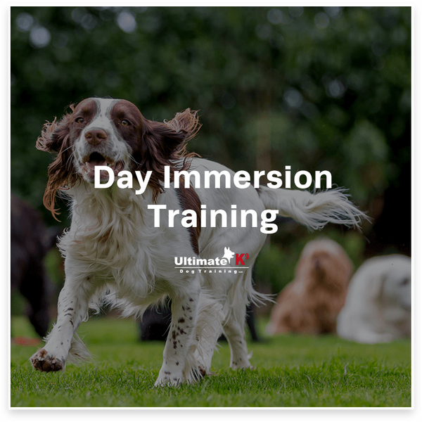 Day Immersion Training