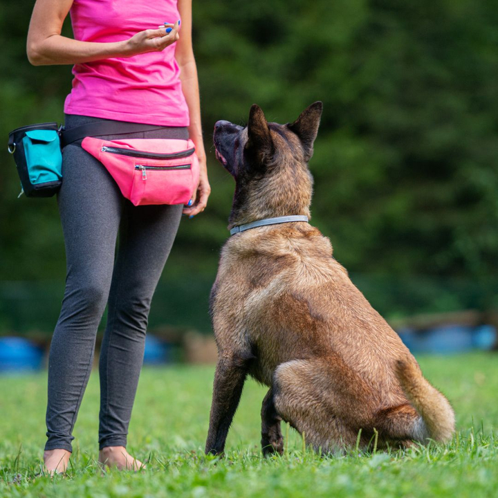 Dog waiting for a treat