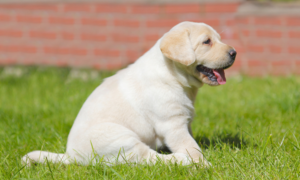 A puppy sitting in the grass