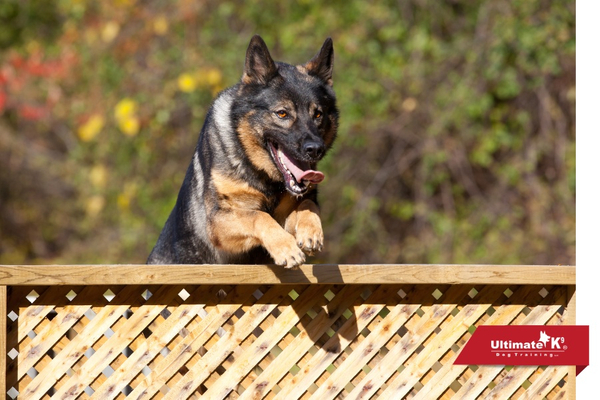 Police Dog Training - Image1.jpg