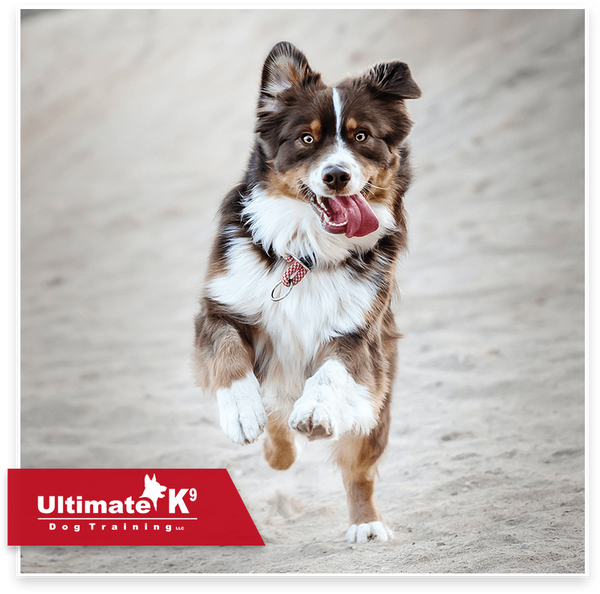 Dog running with their tongue out