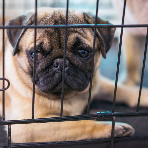 Pug inside of a crate