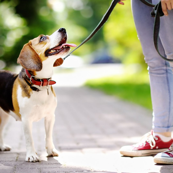 a dog looking up at it's owner on a walk