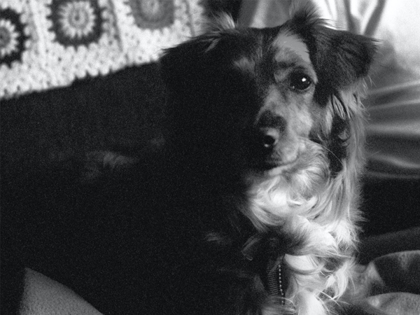 image of dog sitting on sofa with owner. 