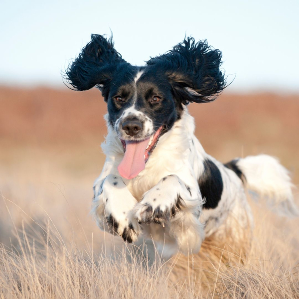 happy running dog