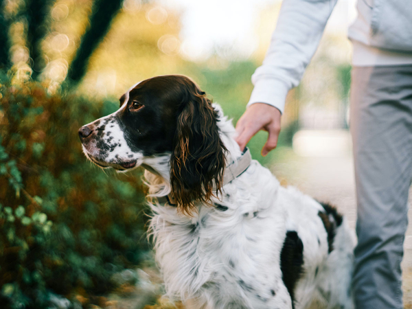 image of English setter. 