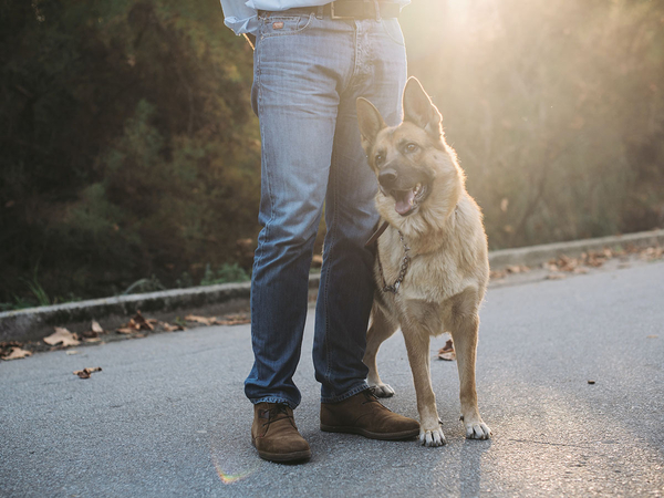 image of dog on a walk. 