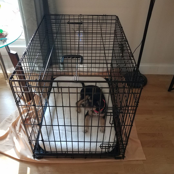 little puppy in their kennel