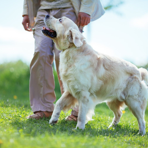 PRIVATE DOG TRAINING.jpg