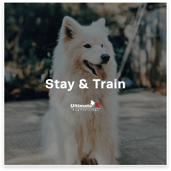 Dog Training Programs - Get A Free Training Evaluation! - UltimateK9 LLC