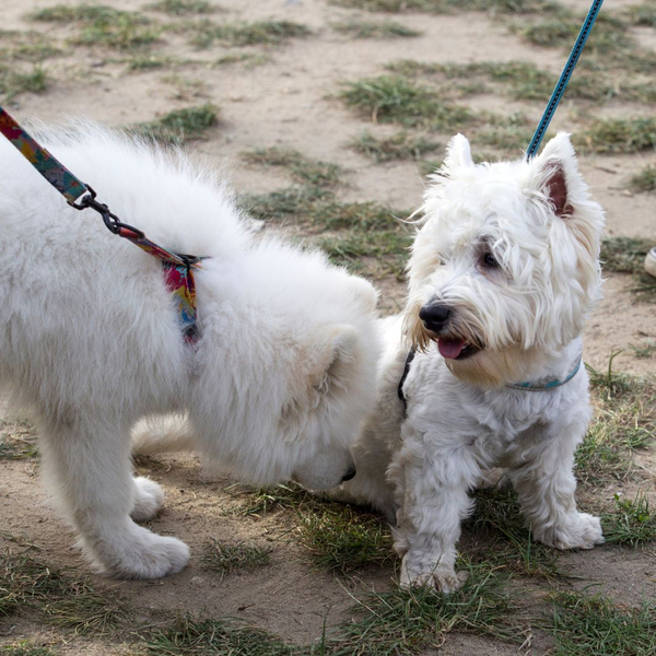 Tips for Dealing with a Leash Aggressive Dog 3.jpg