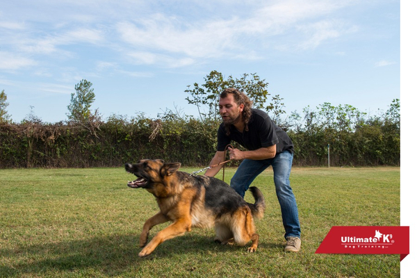 Aggressive Dog Training - Image1.jpg