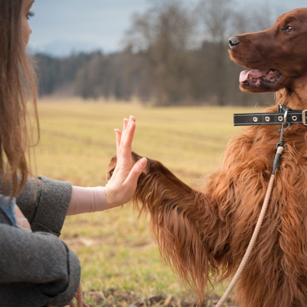 dog shaking hands