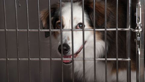 dog in crate panting