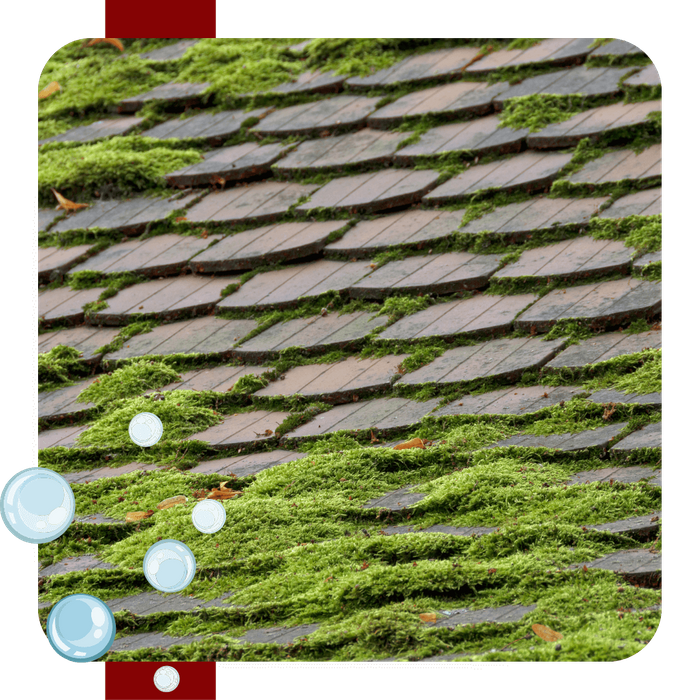 moss growing on roof