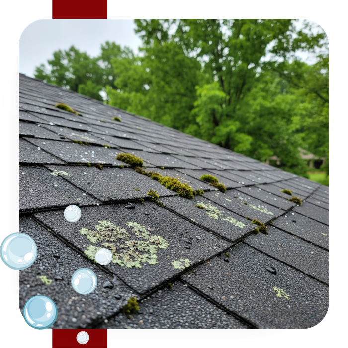 moss and algae on roof