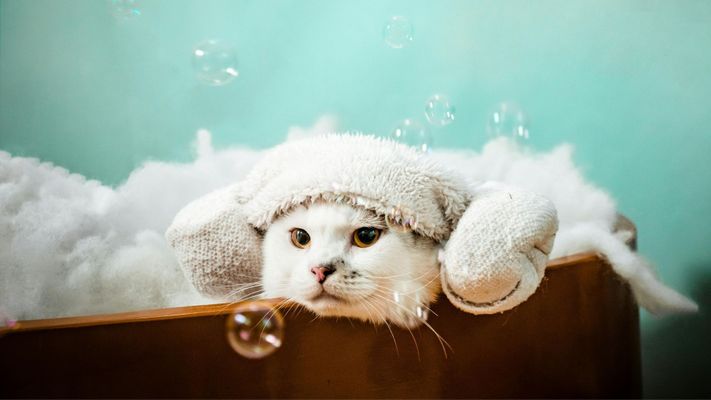 4 Expert Tips for Stress-Free Cat Bathing Hero.jpg