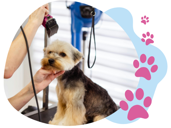 groomer trimming a fur on a yorkie