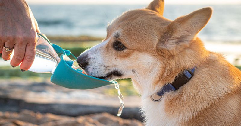 Keeping Your Pets Cool During The Summer.jpg
