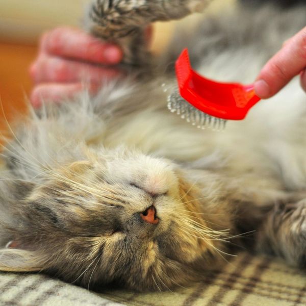 4 Expert Tips for Stress-Free Cat Bathing.jpg