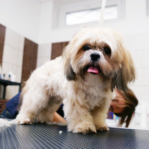 4 Reasons to Choose Pet Spoilers Spa for Dog or Cat Grooming BB Image 4.jpg