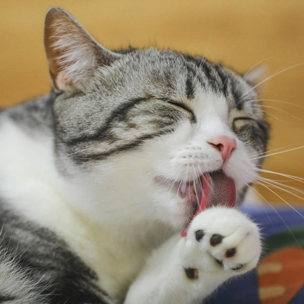 Cat licking its paw