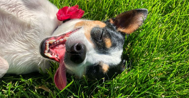 happy doggo