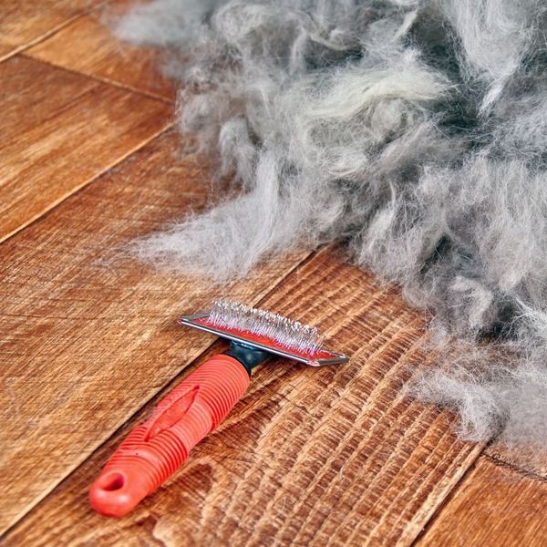 Why Cat Grooming is Essential for Your Feline's Health (2).jpg