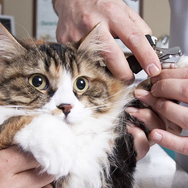 4 Reasons to Choose Pet Spoilers Spa for Dog or Cat Grooming BB Image 3.jpg