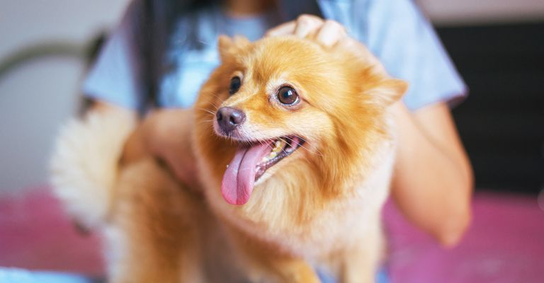 What Makes Pet Spoilers Spa a Top Choice BB Featured Image.jpg