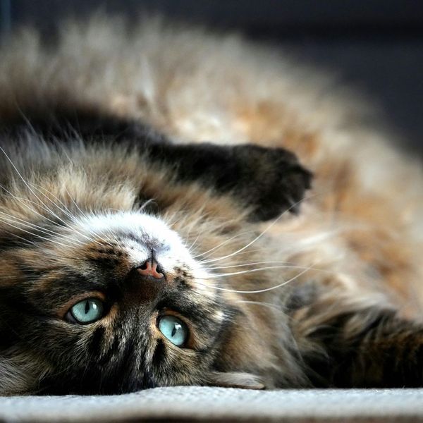 Why Cat Grooming is Essential for Your Feline's Health.jpg