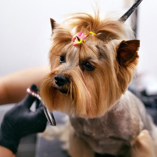 What Makes Pet Spoilers Spa a Top Choice BB Image 2.jpg