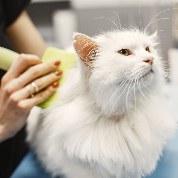 Cat grooming