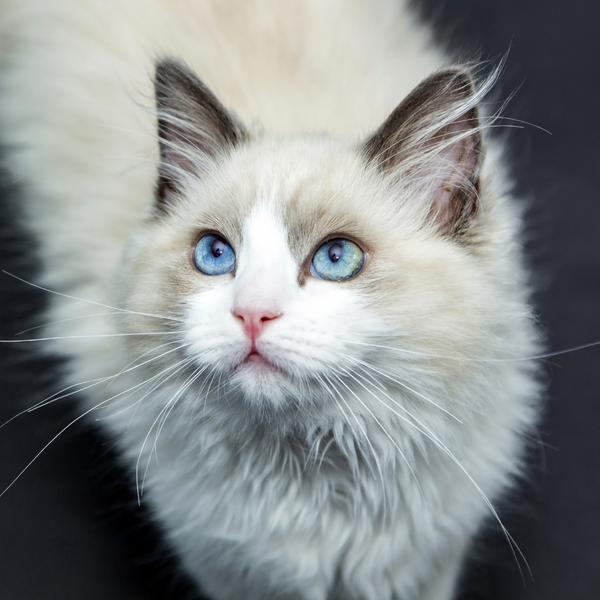White cat with blue eyes