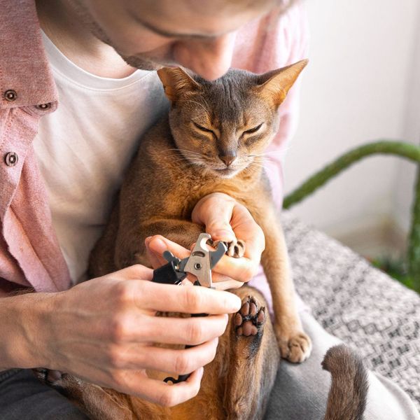 trimming cat nails 