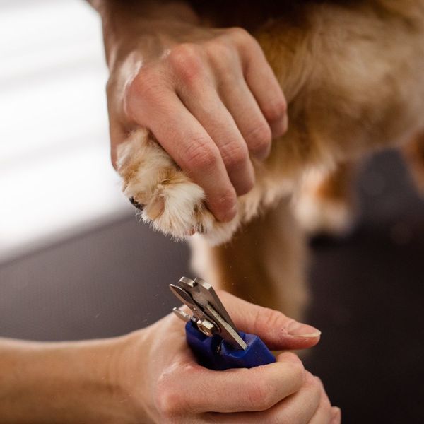 trimming dog nails 