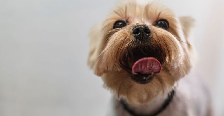 a groomed Yorkie The Benefits of Regular Dog Grooming at Pet Spoilers Spa Hero.jpg