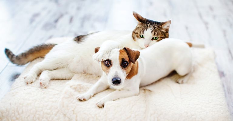 4 Reasons to Choose Pet Spoilers Spa for Dog or Cat Grooming BB Featured Image.jpg